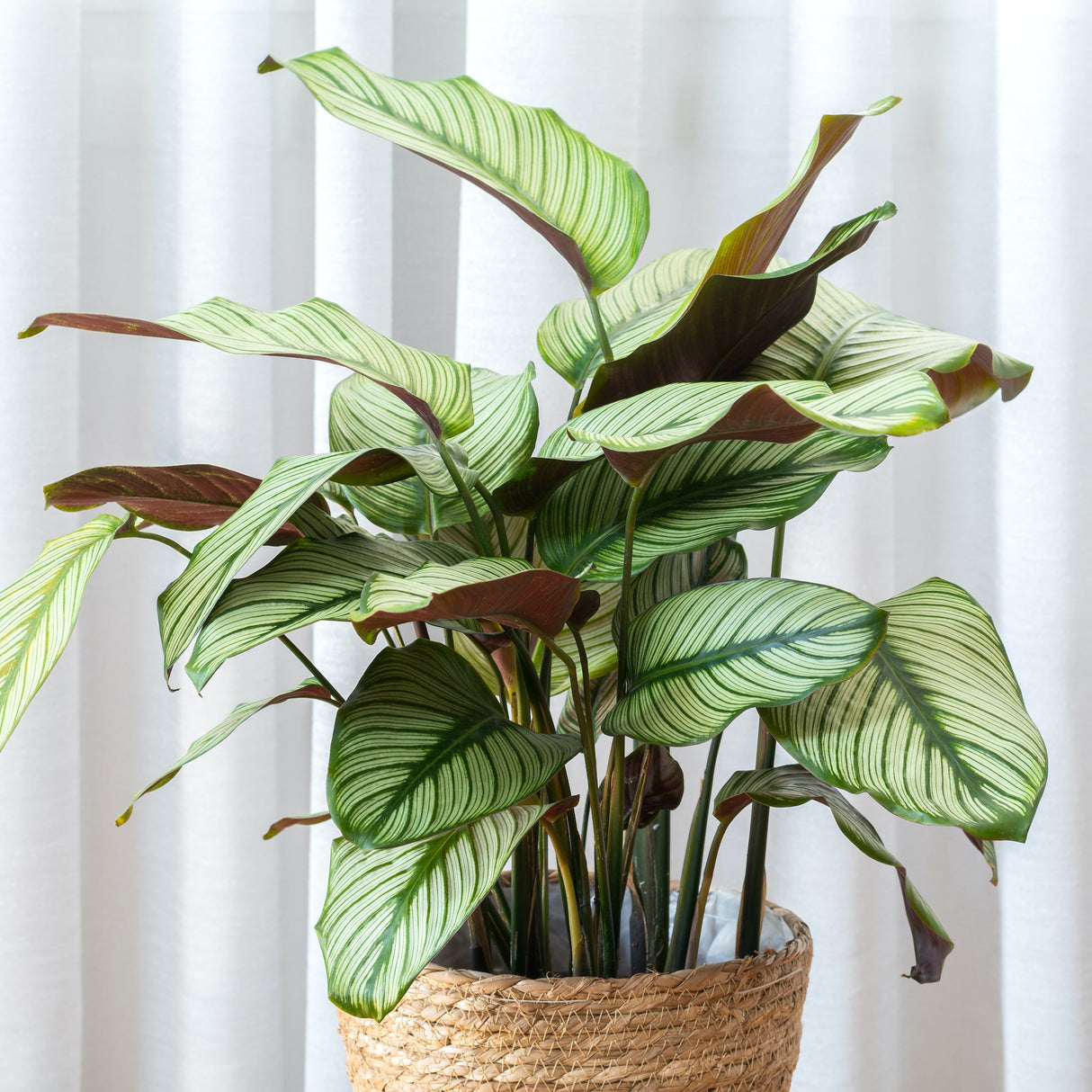 Potted Calathea 'White Star' in a woven basket with broad, variegated leaves.