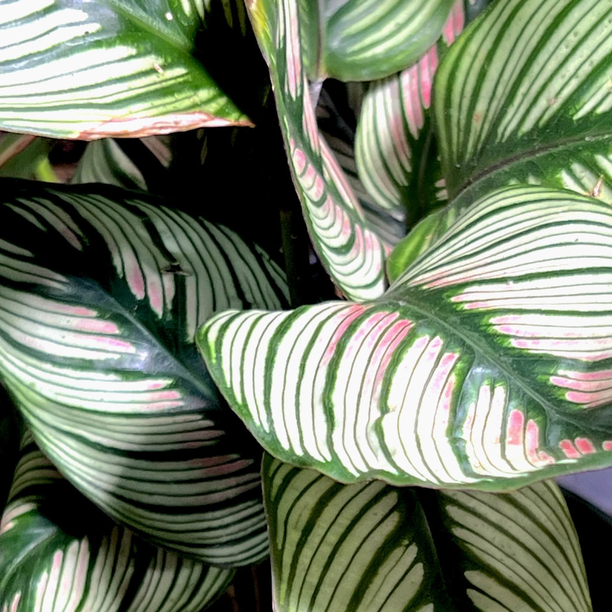 Close-up of Calathea 'White Star' leaves with green, white, and pink striped patterns.