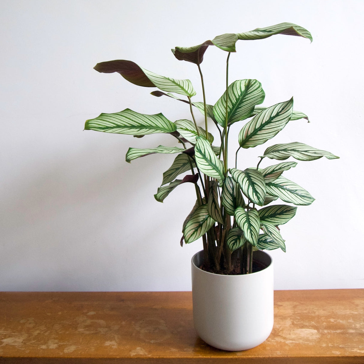 Calathea 'White Star' in a white ceramic pot on a wooden surface.