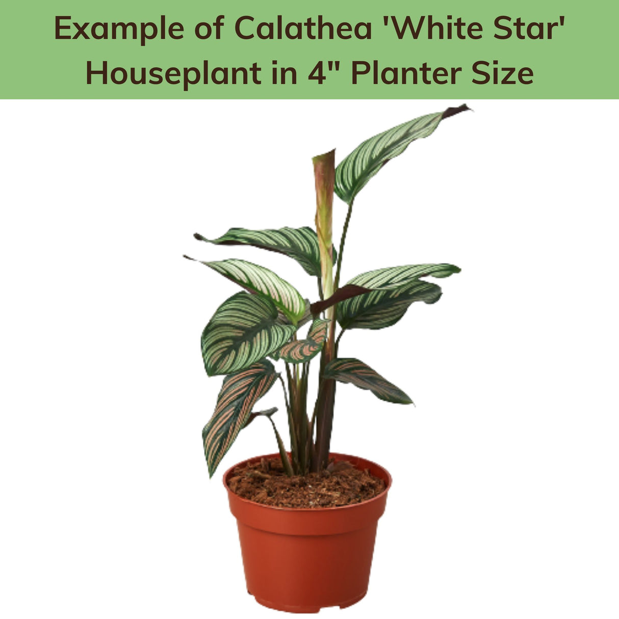 Labeled image showing an example of a 4-inch potted Calathea 'White Star' houseplant.