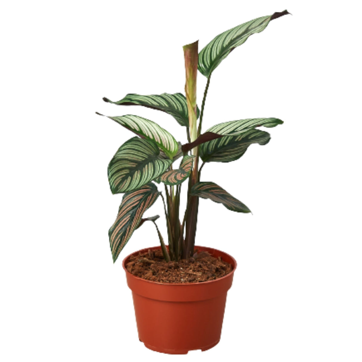 Calathea 'White Star' in a small red plastic pot with upright variegated leaves.