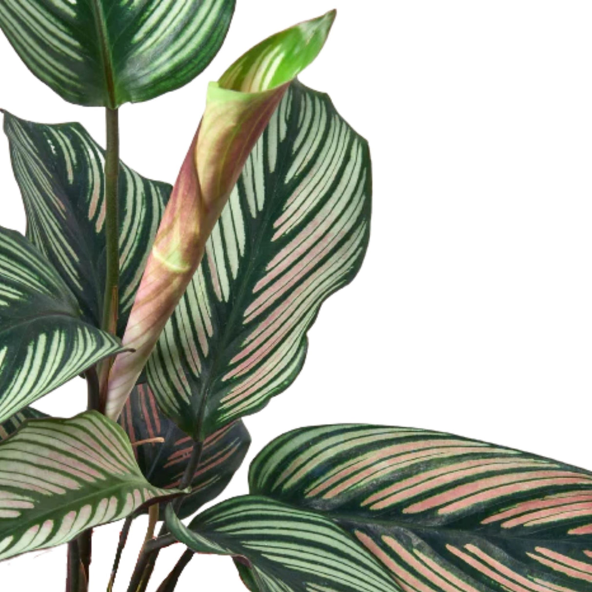 Calathea 'White Star' foliage close-up, showing leaf variation on a white background.