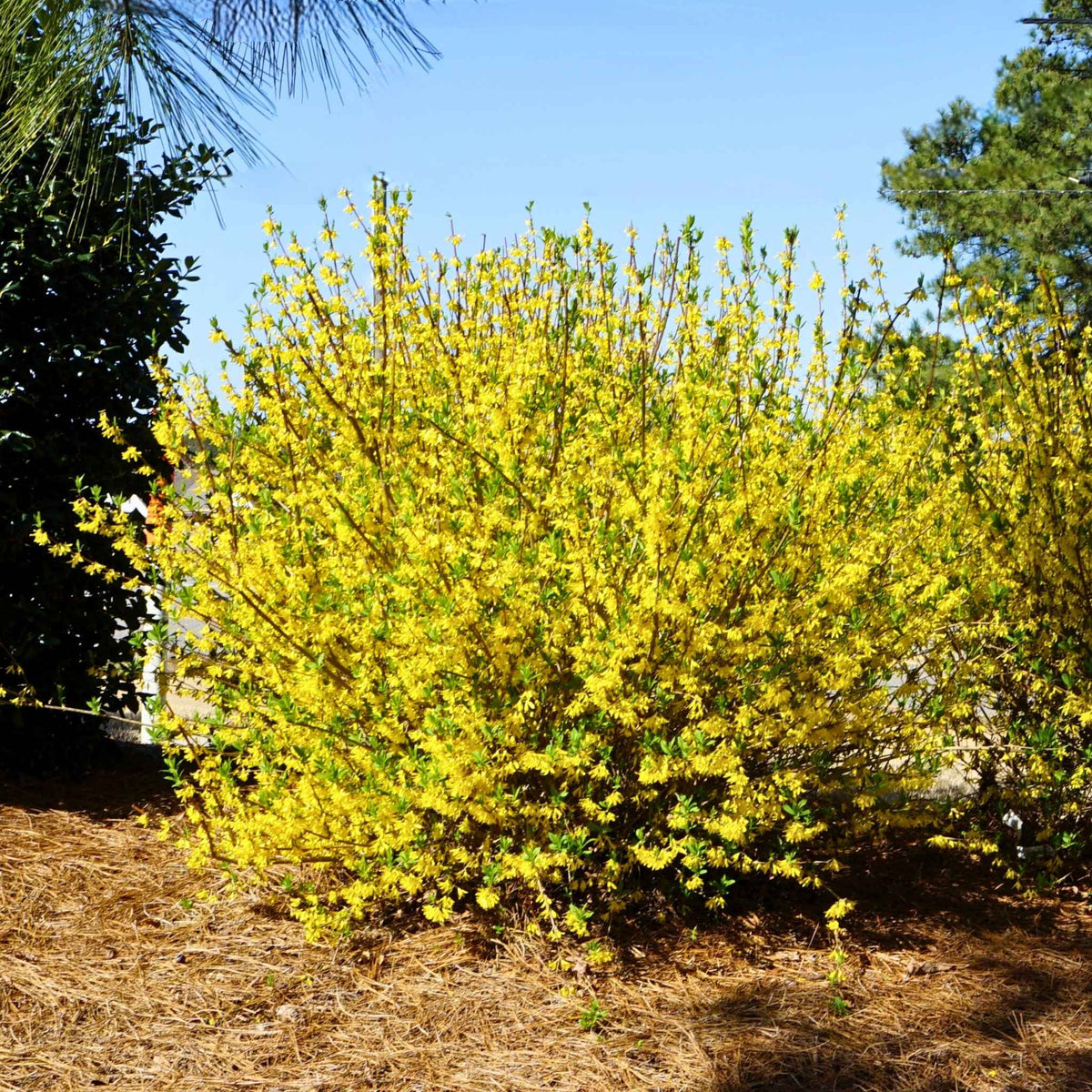 fertilizer for forsythia plants Lynwood Gold Forsythia Shrub