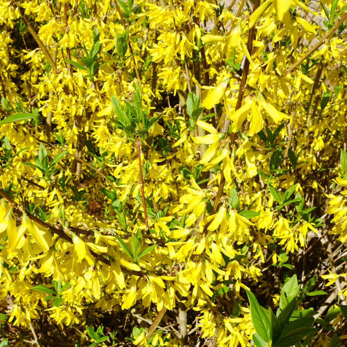 Lynwood Gold Forsythia Shrub