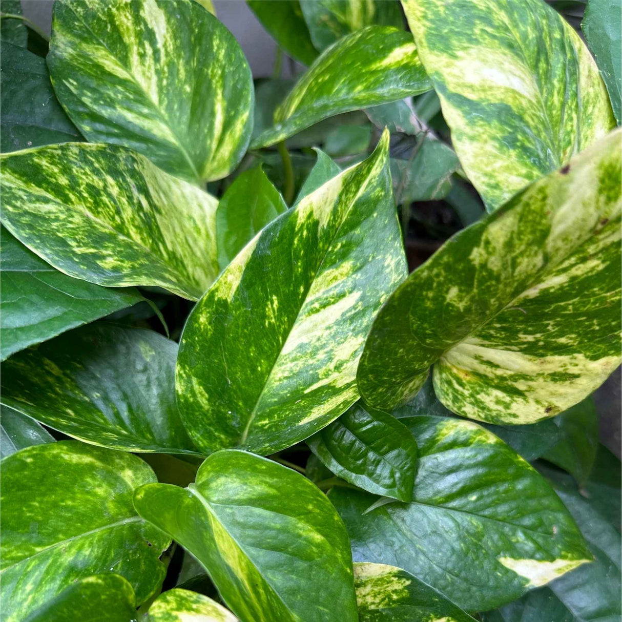 Golden Pothos Leaves