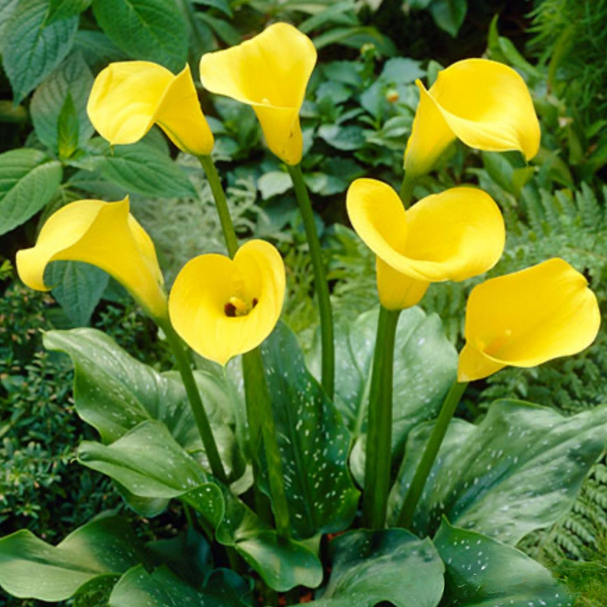 Bright Yellow Golden Star Calla Lilies with Smooth, Trumpet-Shaped Blooms and Spotted Green Leaves in a Garden.