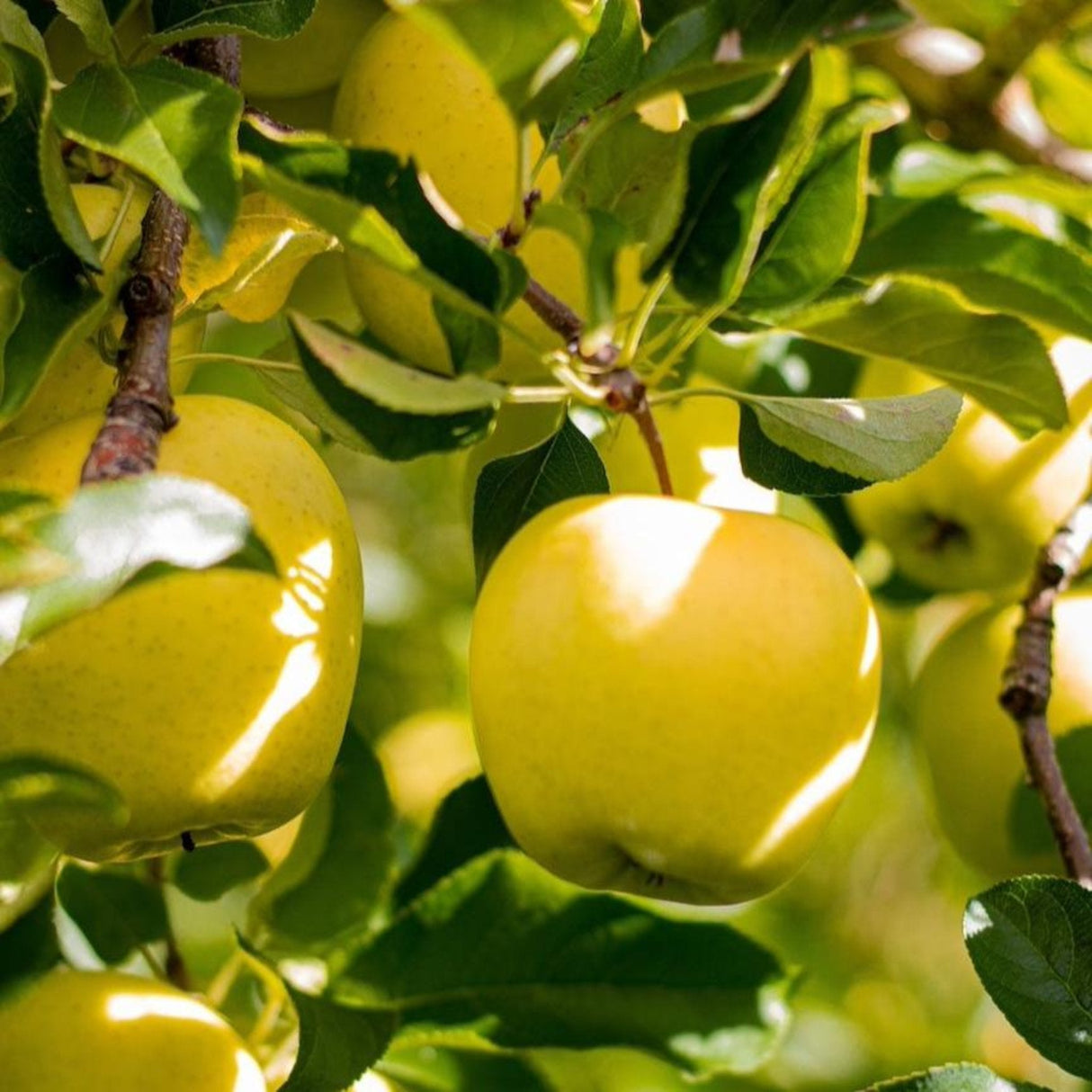 Shiny yellow apples on a tree, surrounded by green leaves in bright sunlight.