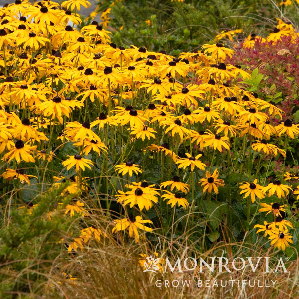 goldsturm black eyed Susan flowers growing in a controlled but wild hearted landscape.