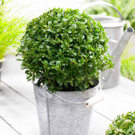 Green Mountain Topiary Boxwood (Ball) - NationwidePlants.com