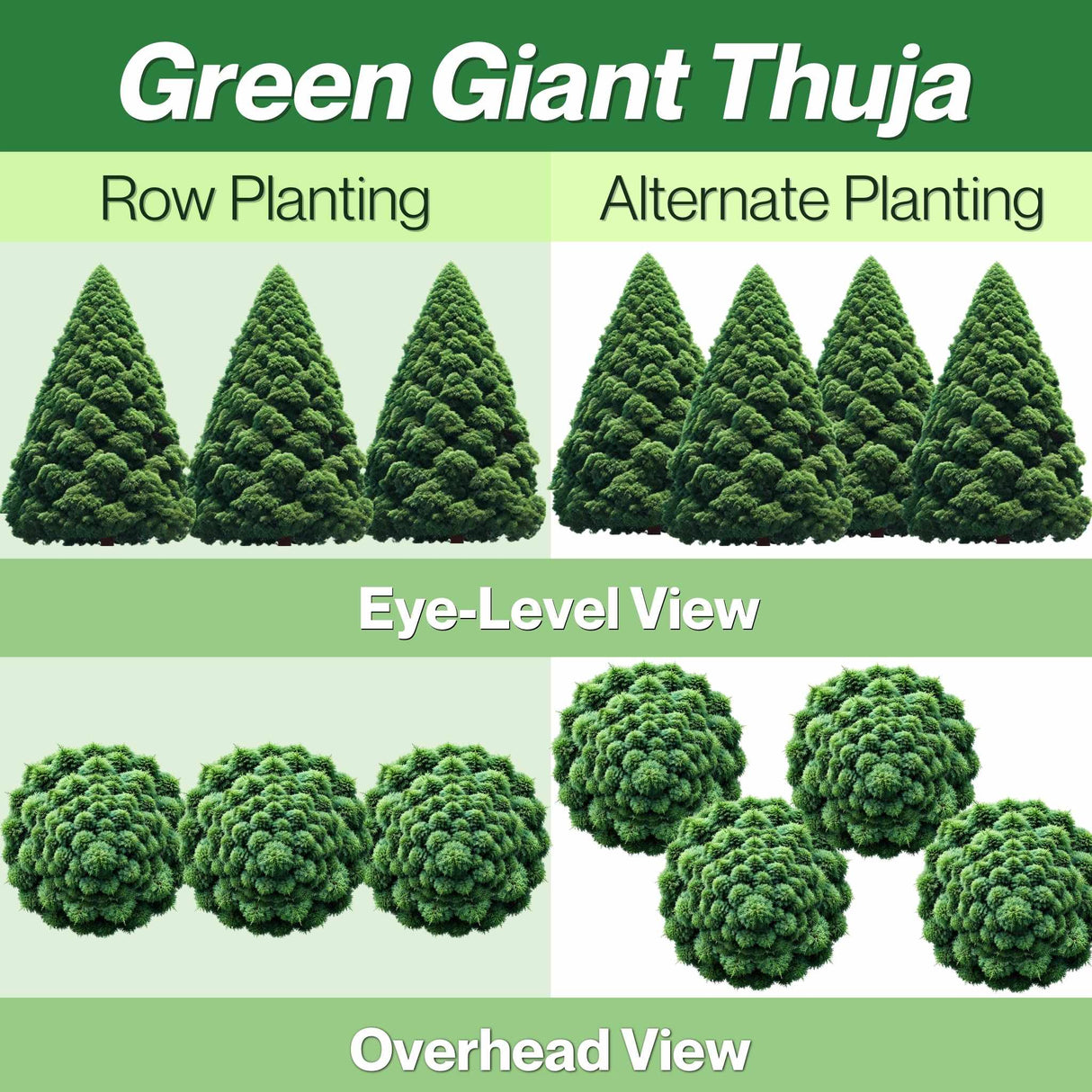 Diagram showing Green Giant Thuja trees in row and alternate planting from eye-level and overhead views.
