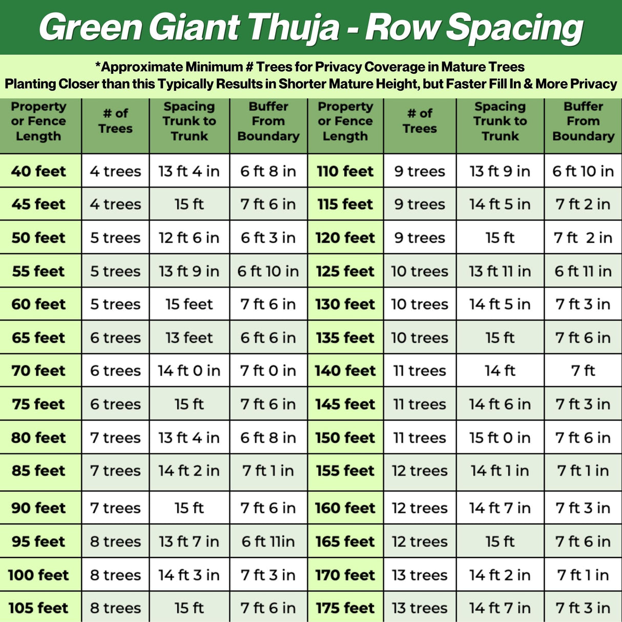 Thuja Green Giant Trees