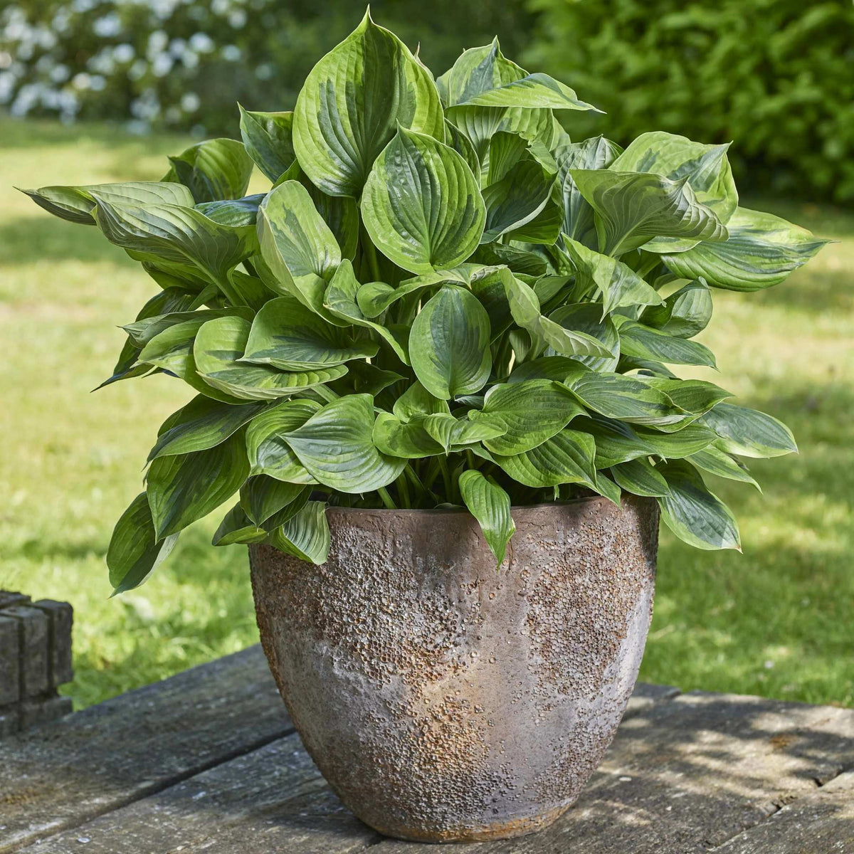 Green Patriot Hosta – Elegant Green Variegated Shade Plant