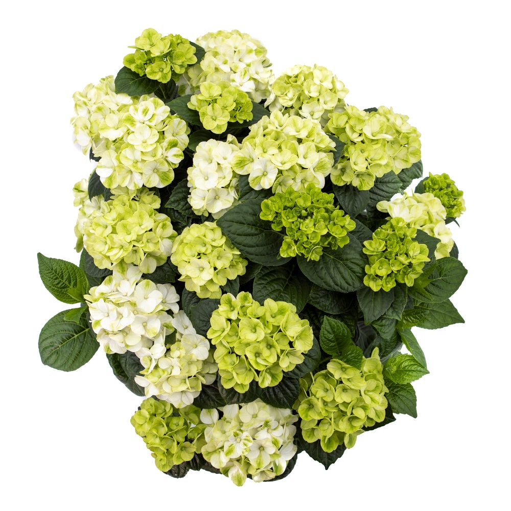Grin and tonic reblooming hydrangea flowering shrub overhead perspective on white background.