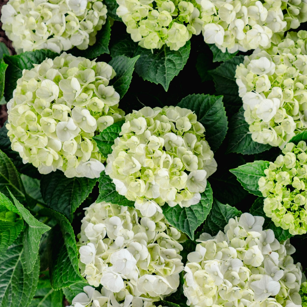 Overhead perspective of the reblooming grin and tonic hydrangea plant with ridged green foliage.