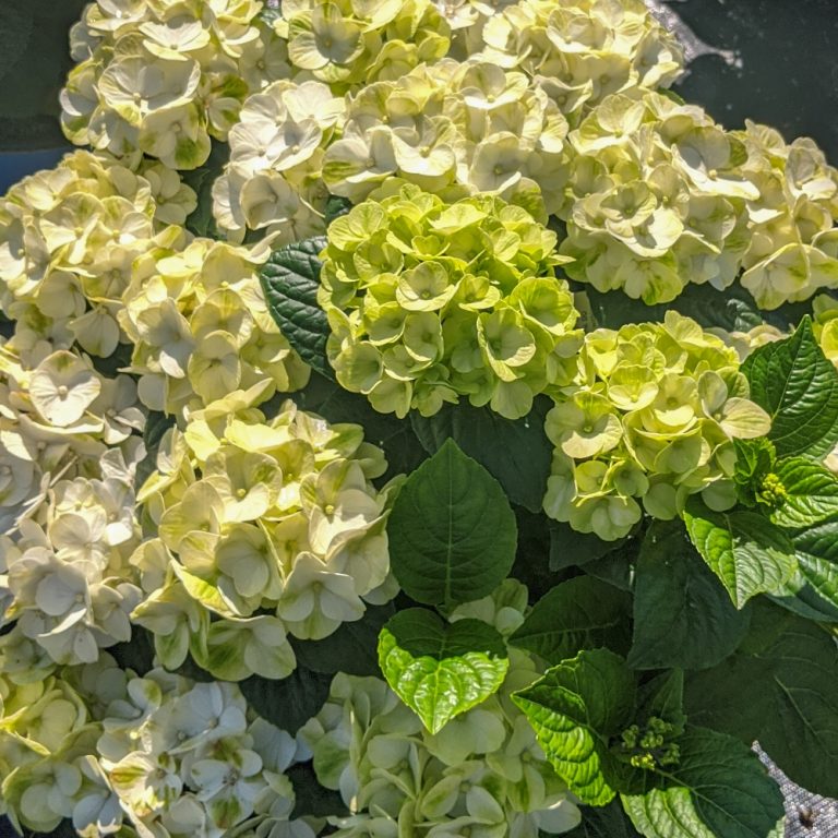 Grin and tonic with white petals and lime green hues on green foliage in sunshine.