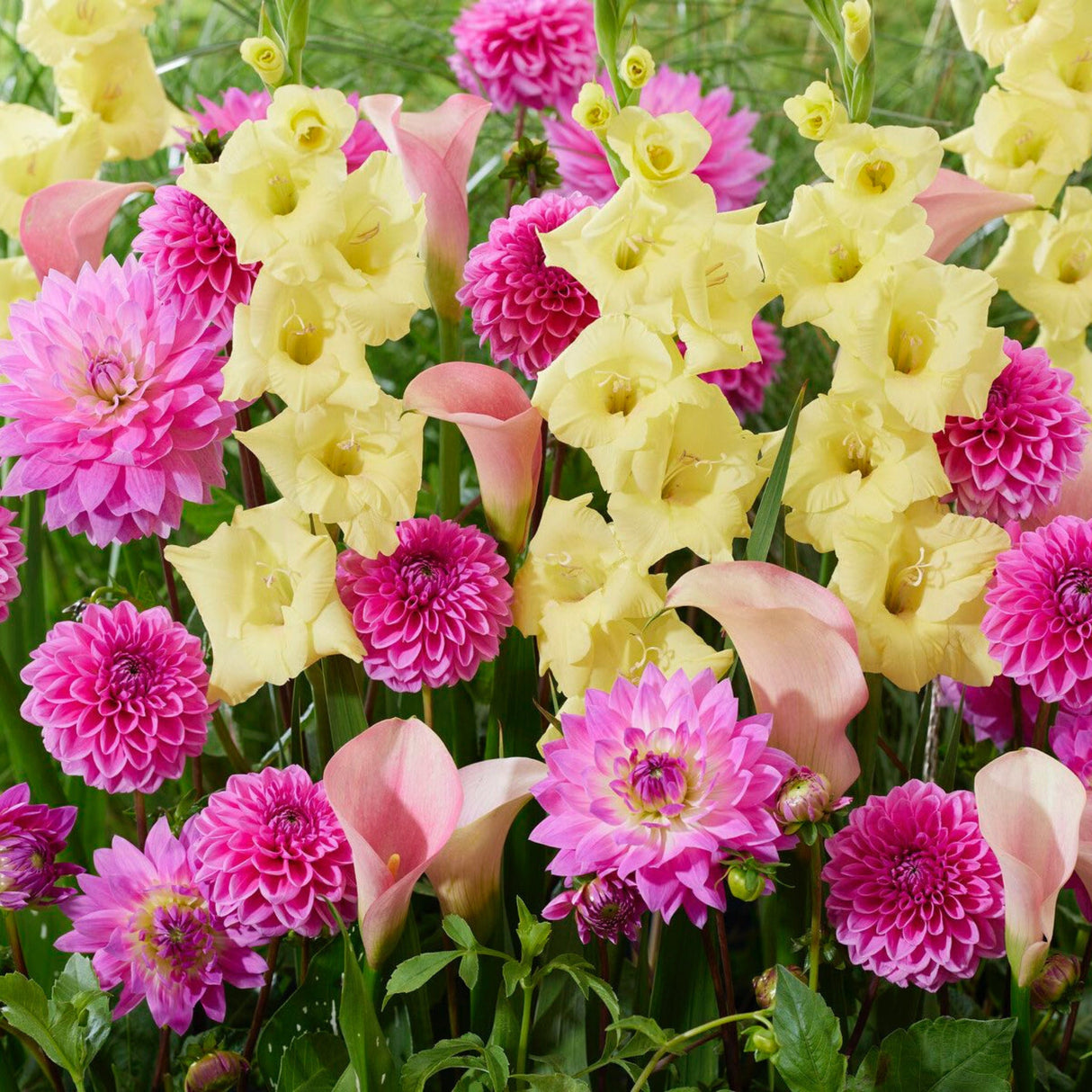 Guava Glow Bulb Mix growing beautifully together in a garden bed.