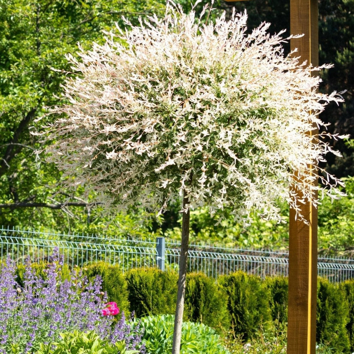 Tri-Color Dappled Willow Tree in a garden bed, surrounded by greenery and flowers.