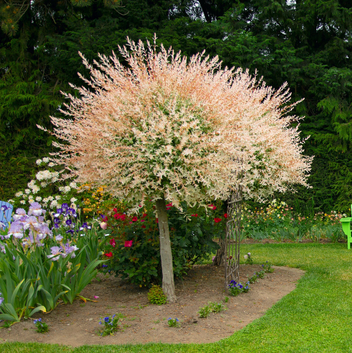 Compact Tri-Color Dappled Willow Tree with a rounded canopy in a well-kept yard.