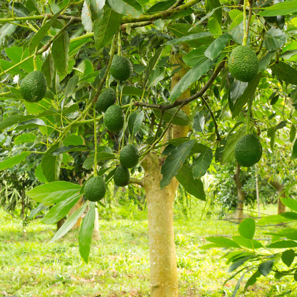 Hass Avocado Tree - NationwidePlants.com