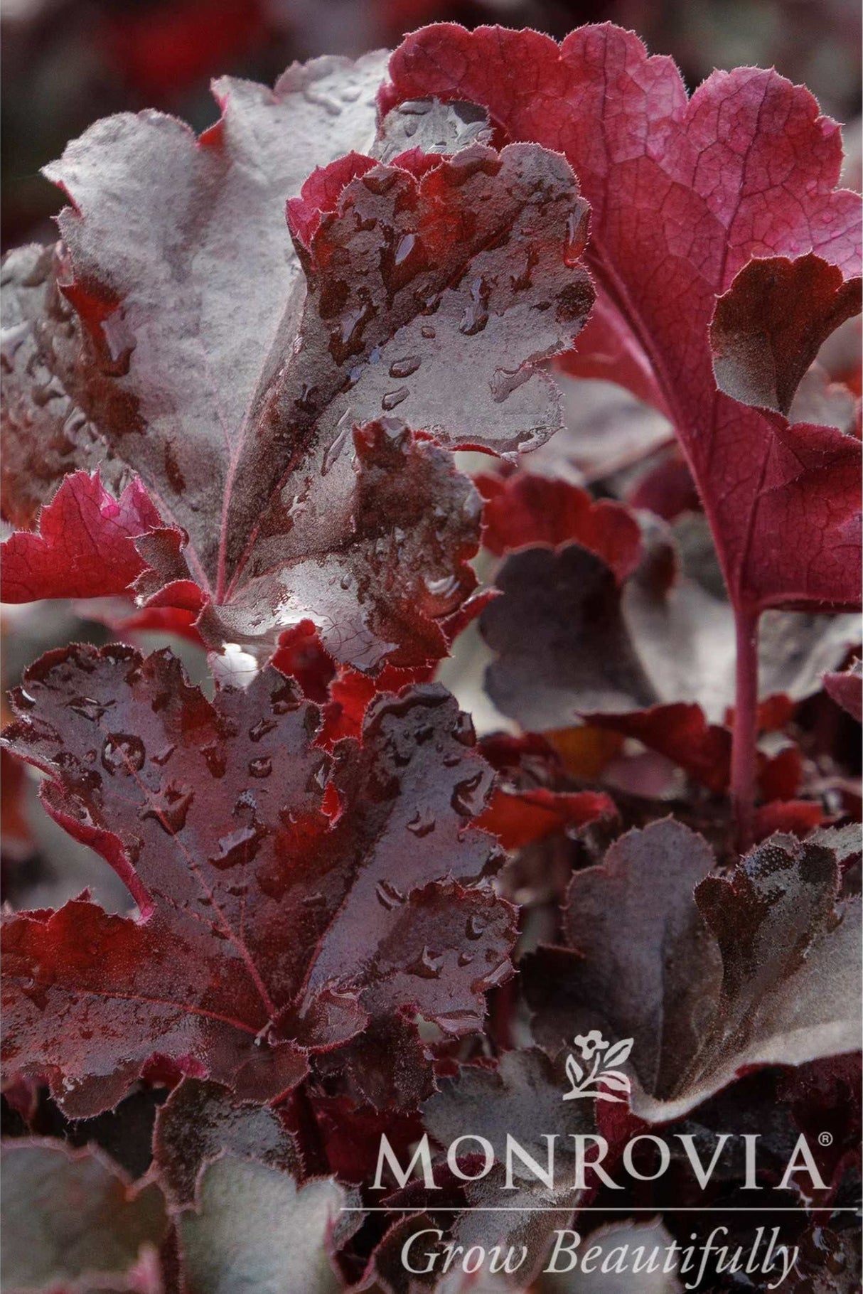 Maroon foliage of the Balboa Sunset Heuchera covered in rain drops.