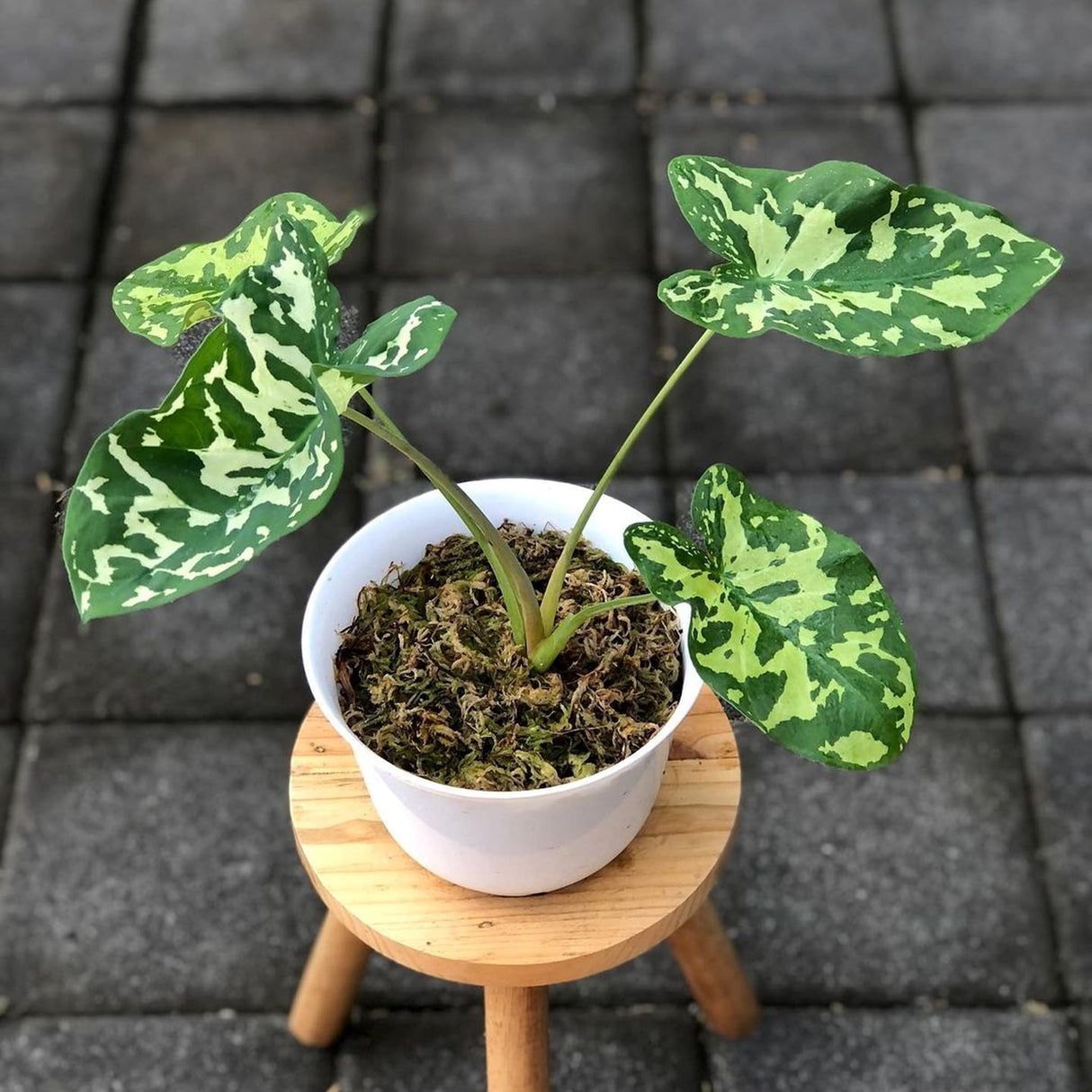 Hilo beauty elephant ear plant in a white pot with moss-covered soil, set on a wooden stool on a tiled surface.