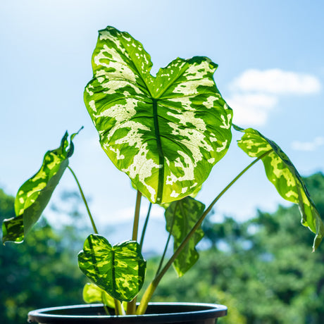 Variegated Caladium hilo beauty plant in a black pot, backlit by sunlight, with a blue sky and green foliage in the background.