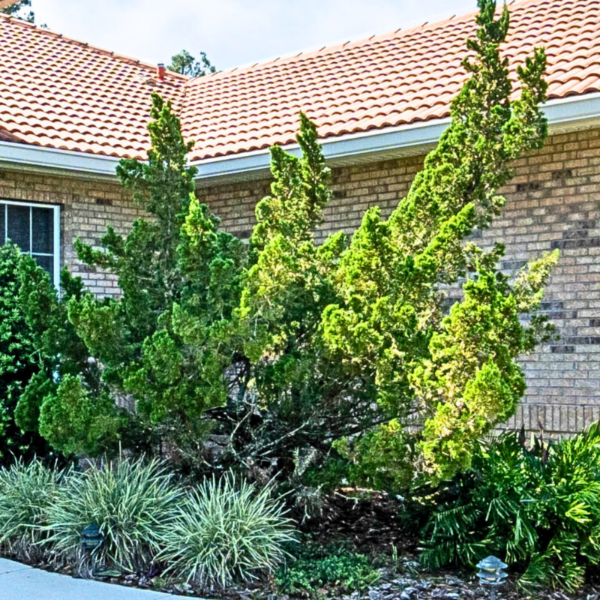 Hollywood juniper tree in front of a brick ranch style home with clay shingles.