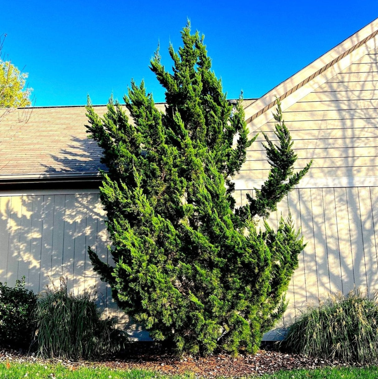Holywood Juniper Tree with twisted branches and green foliage in front of a beige home.