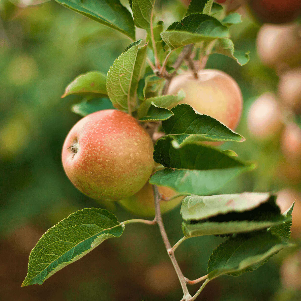 Honeycrisp™ Apple Tree - NationwidePlants.com