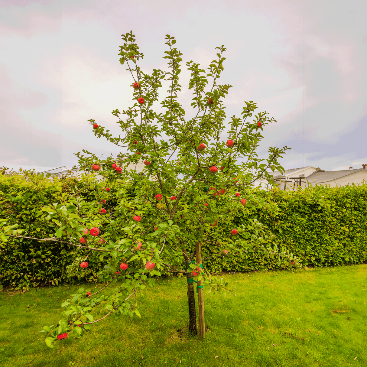 Honeycrisp™ Apple Tree - NationwidePlants.com