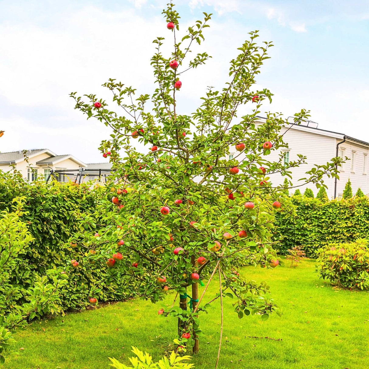 Honeycrisp apple tree growing in a small yard of a suburb home with a privacy hedge behind it and other homes in the background