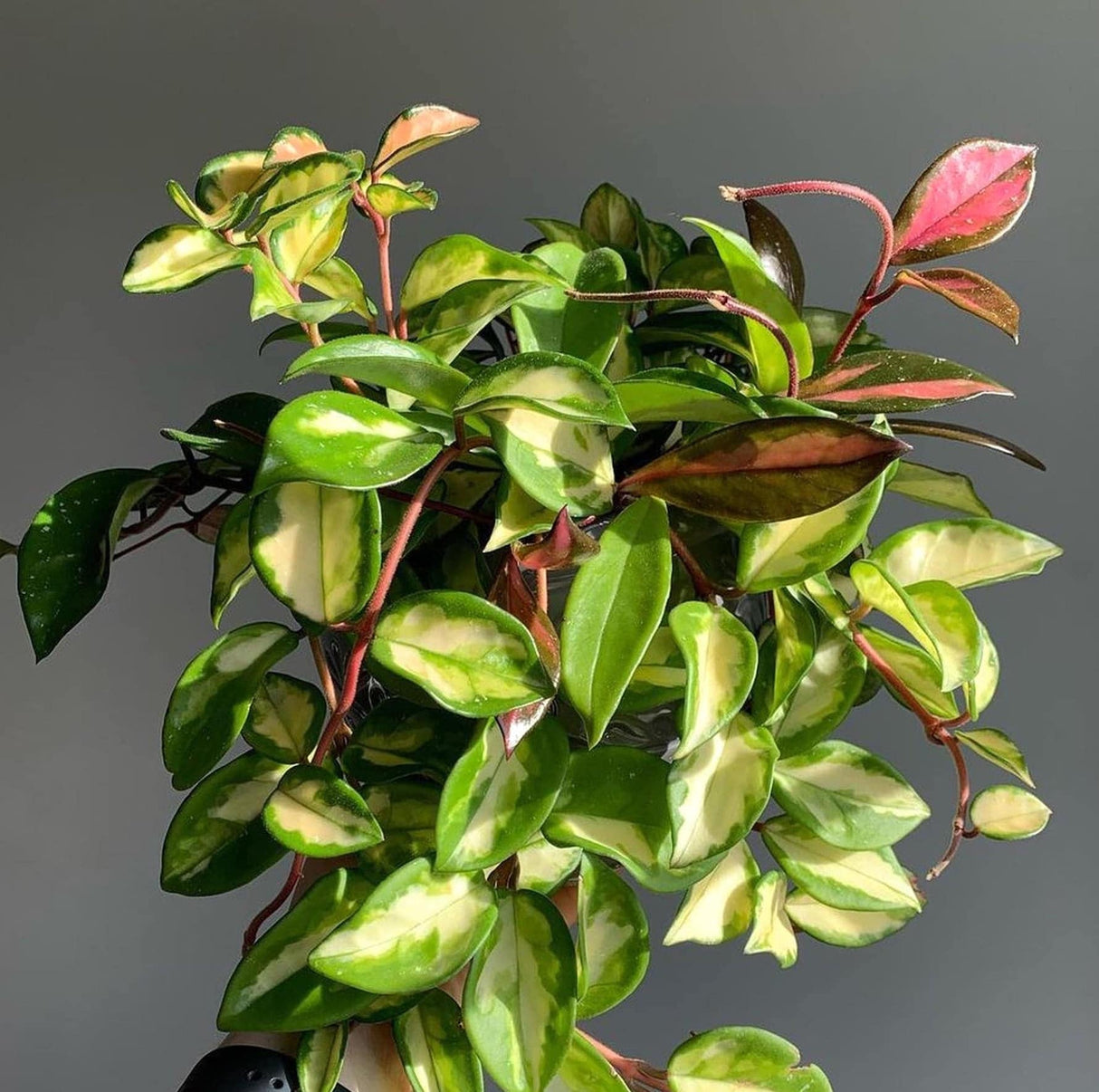 Hoya Carnosa 'Krimson Princess' houseplant on grey background