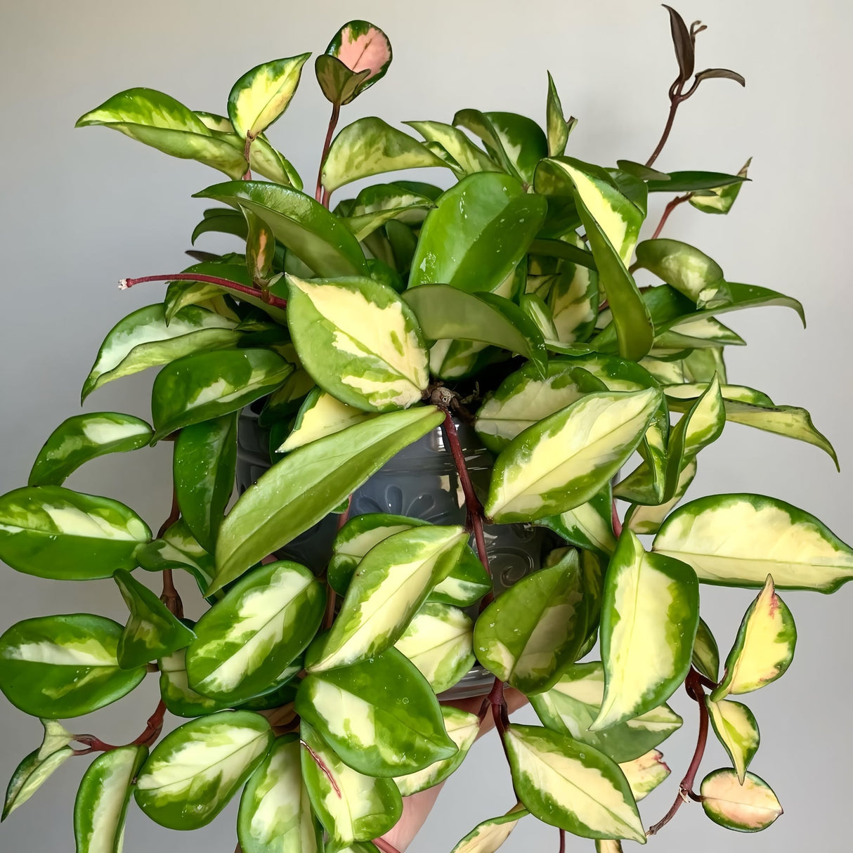 Hoya Carnosa 'Krimson Princess' houseplant on neutral background