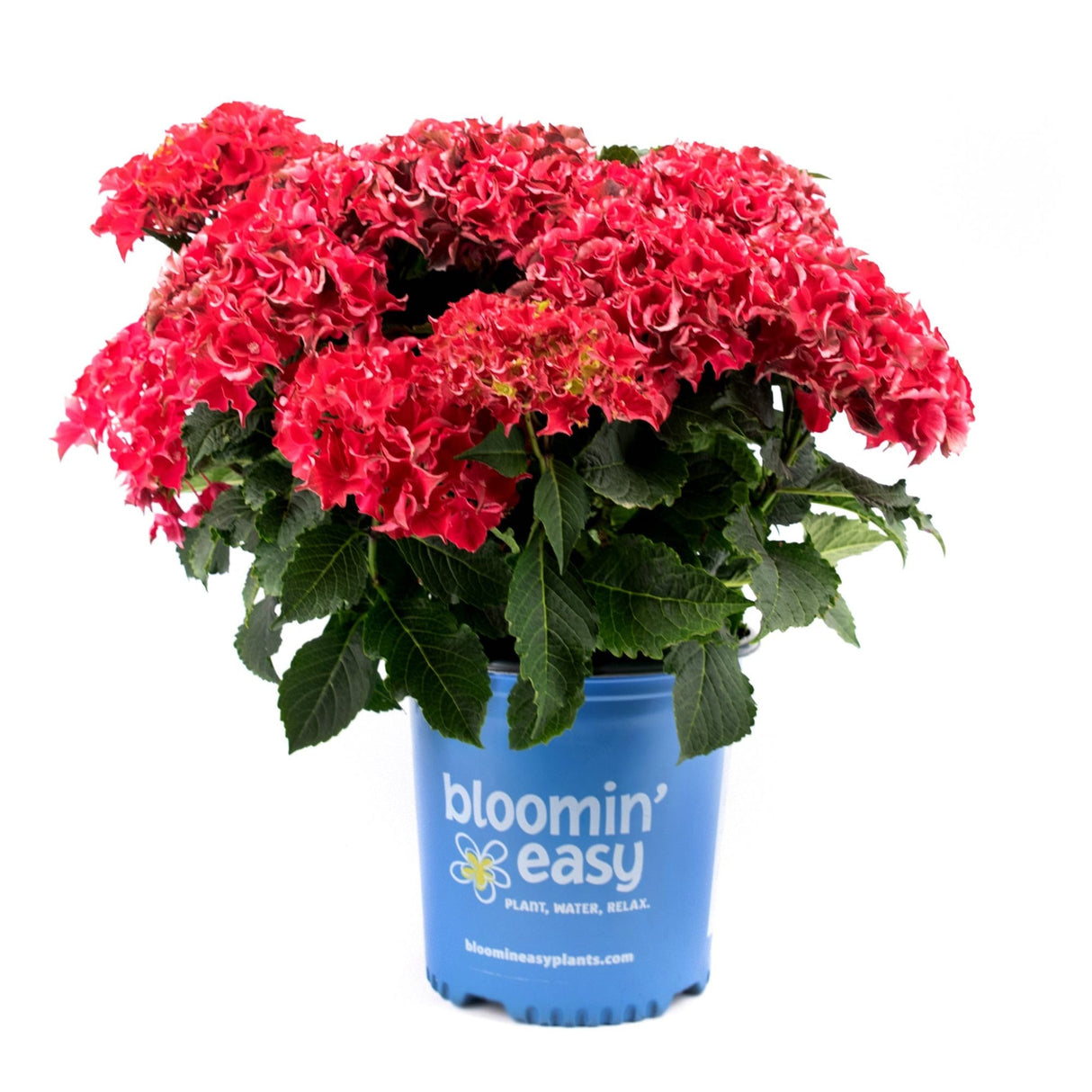 Red hydrangea frill ride reblooming flowering shrub in a nursery planter on white background.