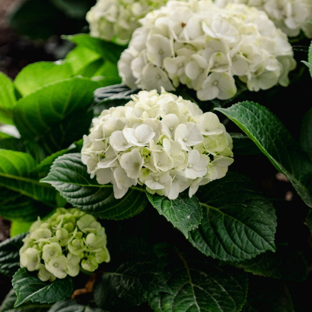 Early blooms of the Hokomagrito grin and tonic hydrangea with its deep green foliage.