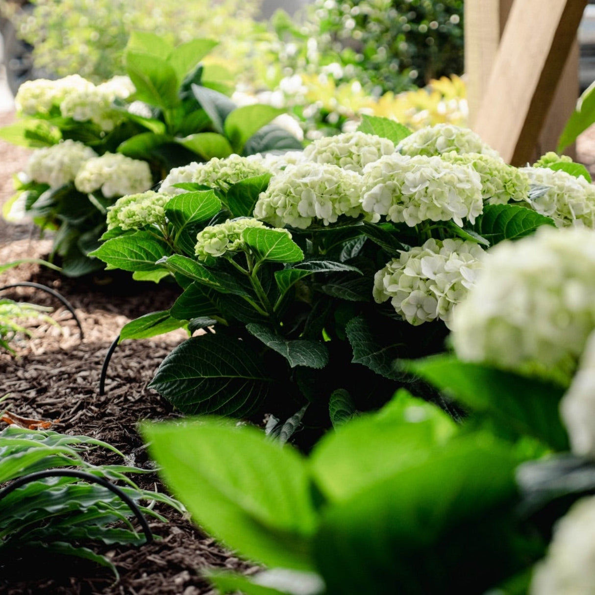 Ground view perspective of the reblooming hydrangea grin and tonic compact flowering shrub in a shaded mulch bed.