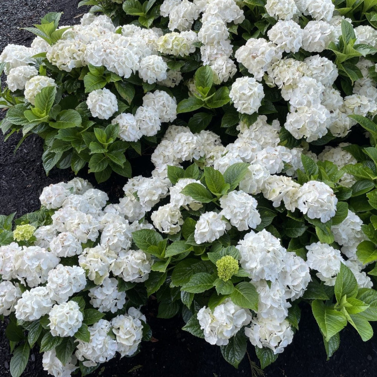 Cluster of Hokomagrito grin and tonic hydrangeas in a mulch bed.