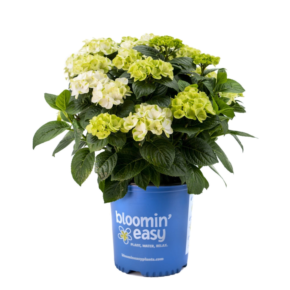Hokomagrito hydrangea white and new green 'grin and tonic' flowering shrub in a bluennursery pot on white background.
