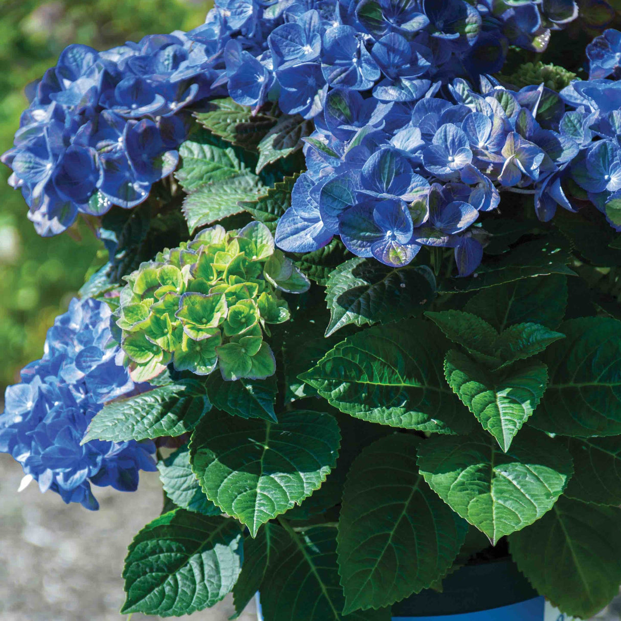 Tilt a Swirl Hydrangea blooms with vibrant blue petals that have lime green centers surrounded with vibrant green foliage. This shows how color variations are possible by adjusting the ph of the soil.
