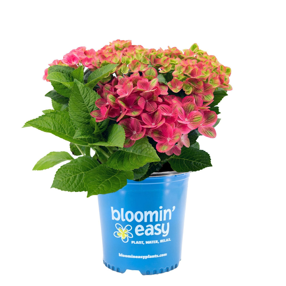 Tilt a Swirl Hydrangea flowering shrub with vibrant pink and lime green petals and gorgeous green foliage in a blue nursery planter on white background.