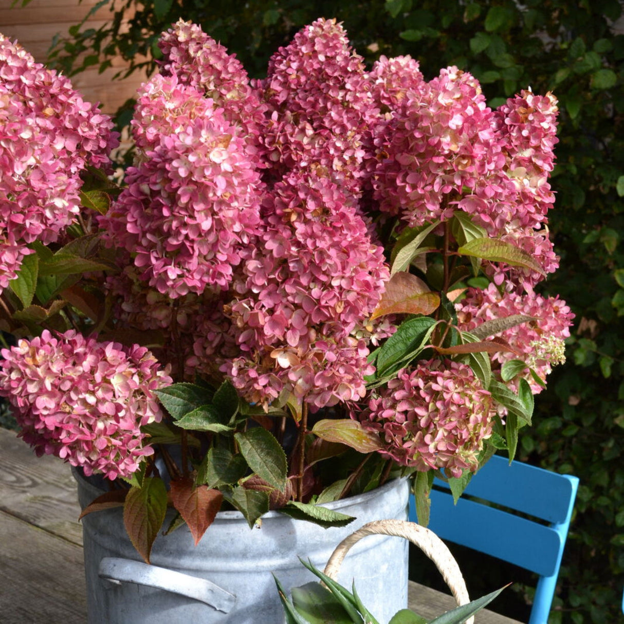 Hydrangea paniculata ‘Dragon Baby’ plants in a tin planter on a wooden table with a blue chair and green foliage as the background.