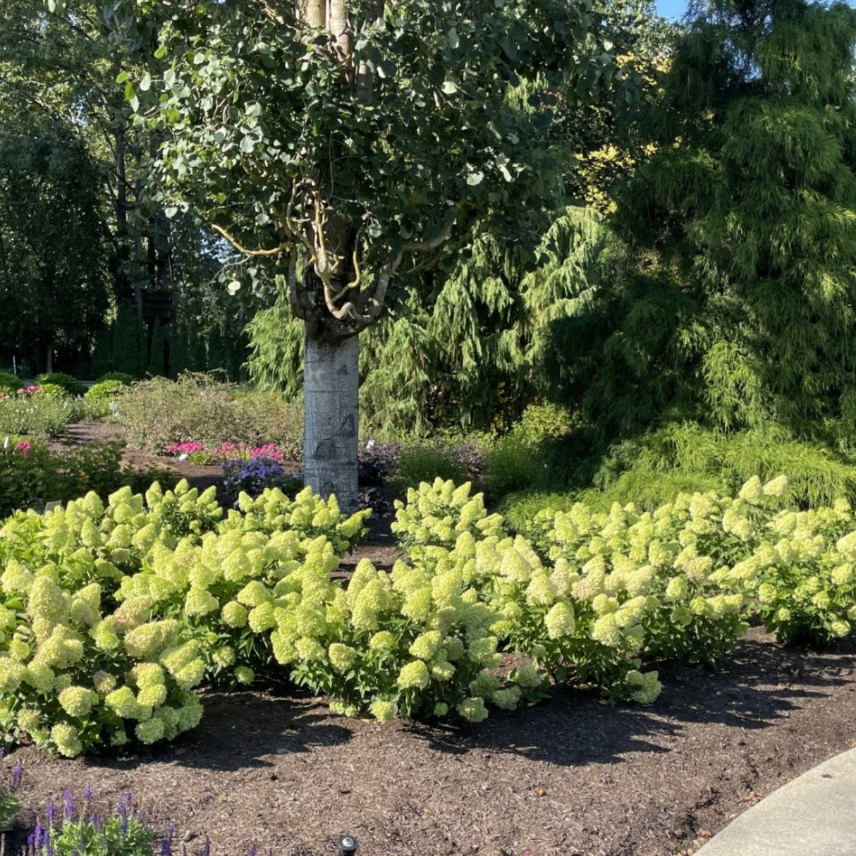 Hydrangea paniculata ‘Dragon Baby’ plants decorating a garden bed in the shade of a large tree.