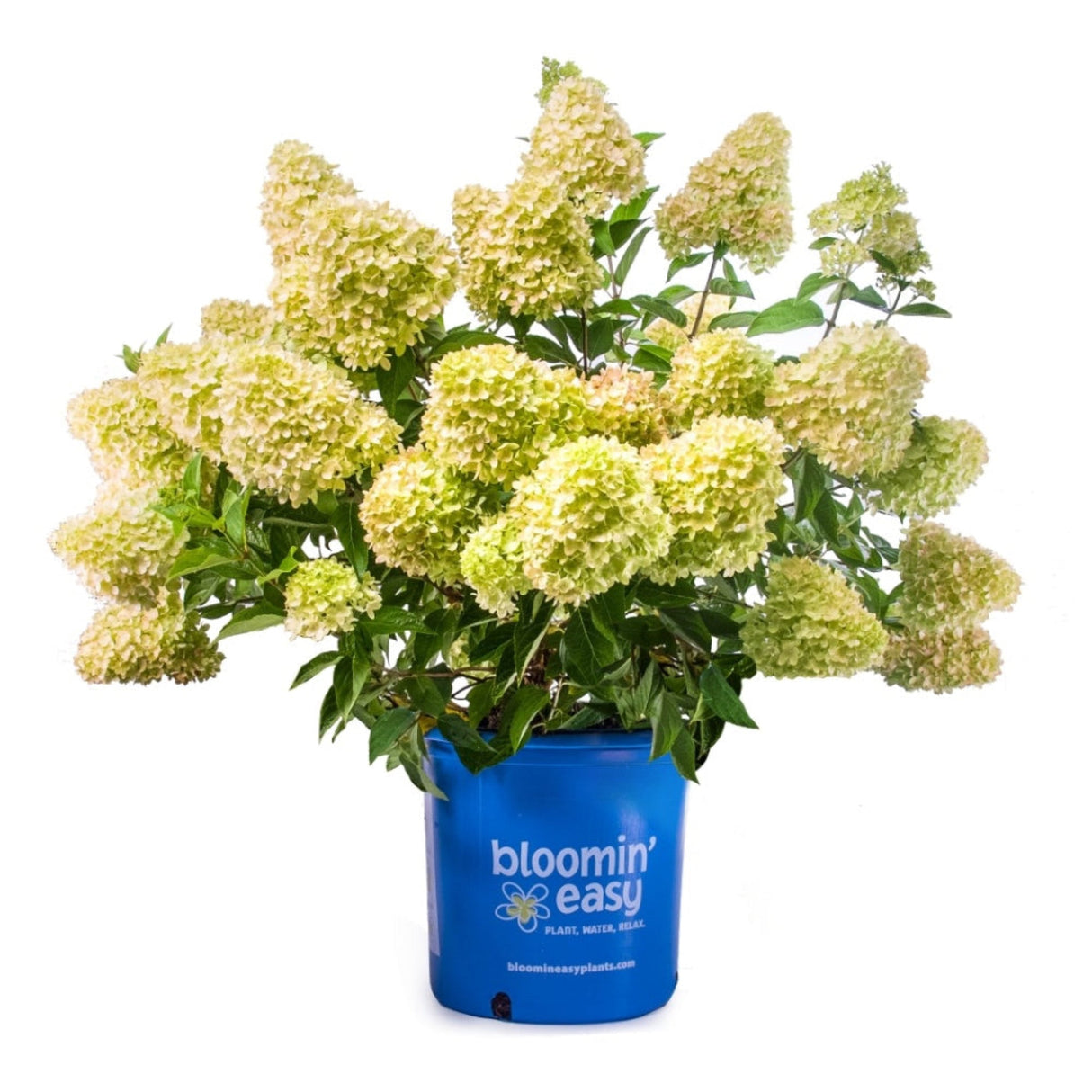 Hydrangea paniculata ‘Dragon Baby’ in a blue planter that says "bloomin easy' on a white background.