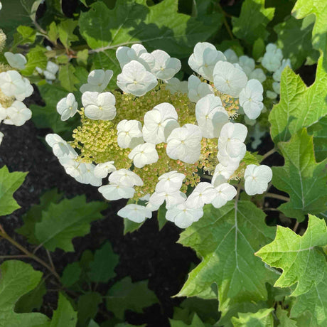 Toy Soldier™ Oakleaf Hydrangea
