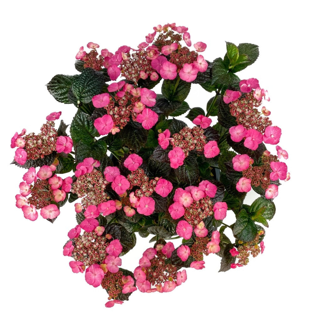 Pink Dynamo™ Hydrangea overhead view on white background.