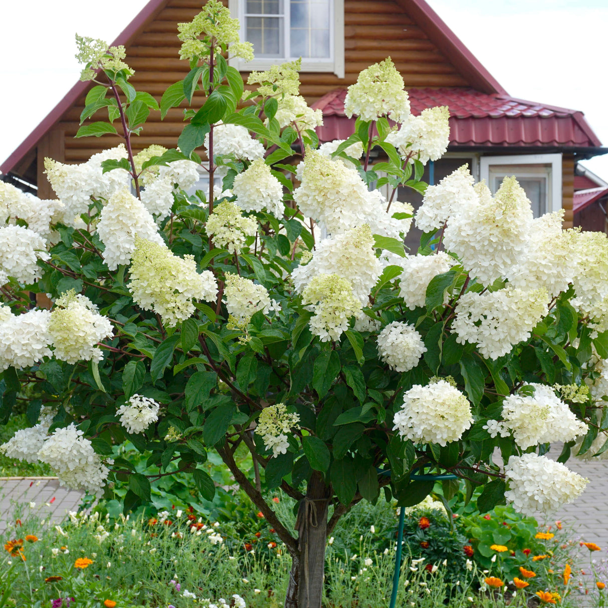 Blooming limelight hydrangea tree with white flowers and green foliage in a cottage garden.