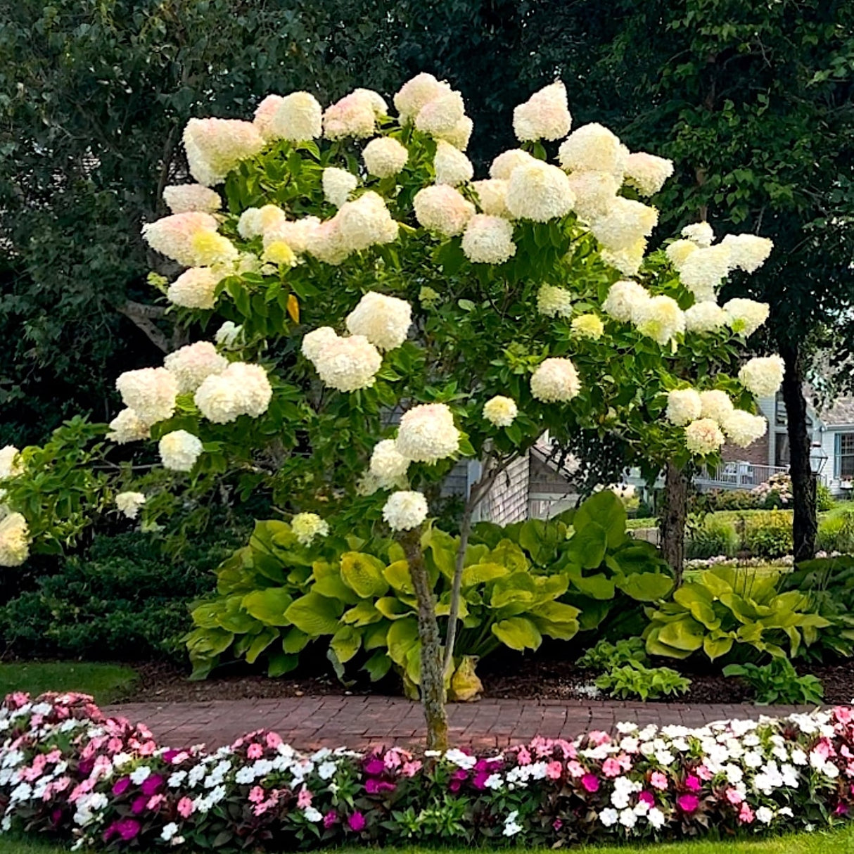 Limelight Hydrangea Tree with, green foliage and a landscaped garden with flowers.