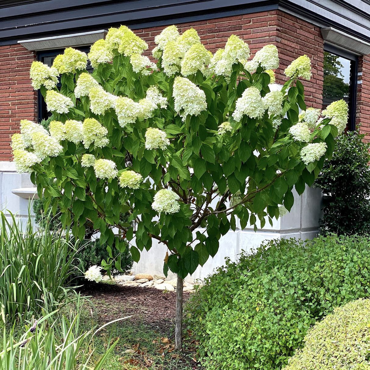 Limelight Hydrangea tree with lush white blooms and green leaves, set against a brick house.
