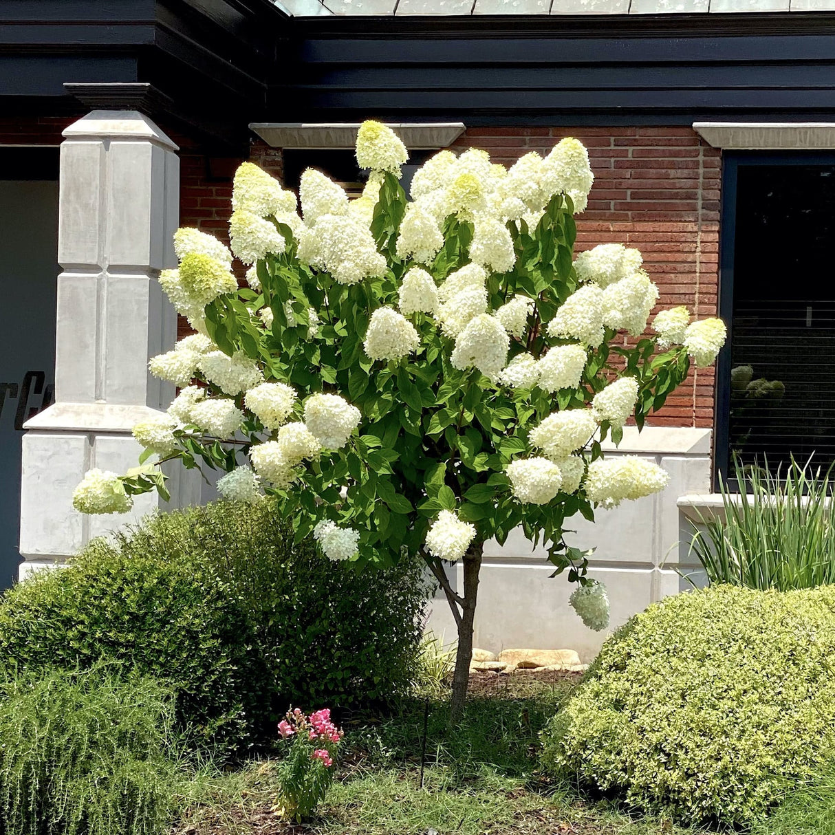 Hydrangea tree with cone-shaped white flowers in a garden near a brick building with shrubs.