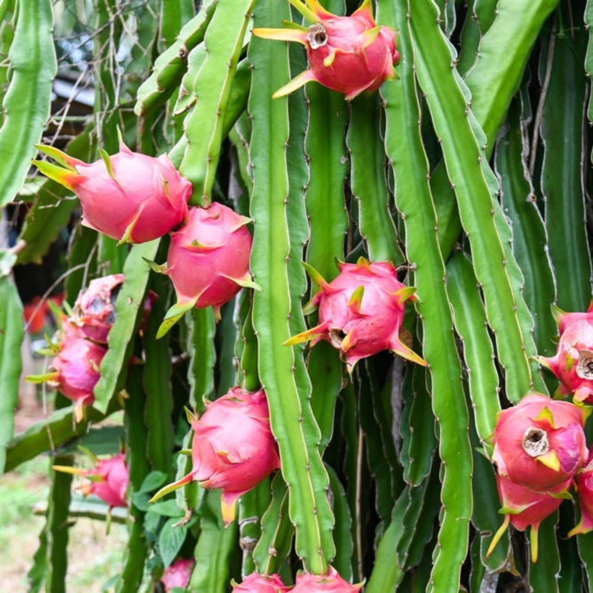Fruiting Hylocereus undatus cactus with pink skinned dragon fruit, that has white flesh when opened.